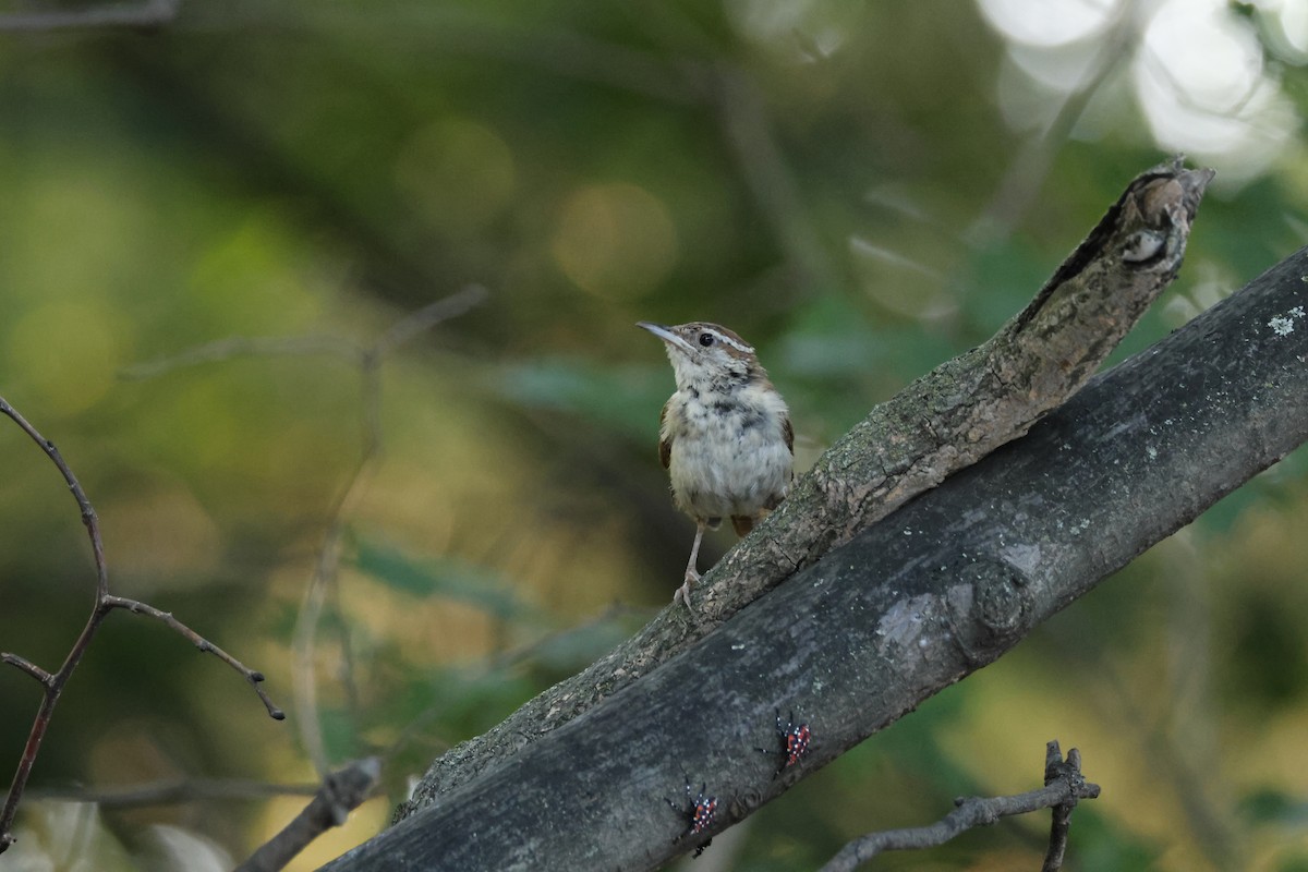 Carolina Wren - ML621867956