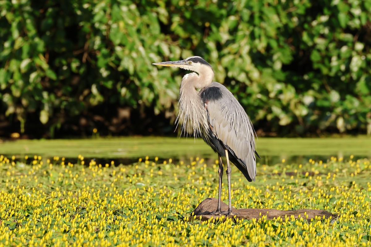 Great Blue Heron - ML621867965