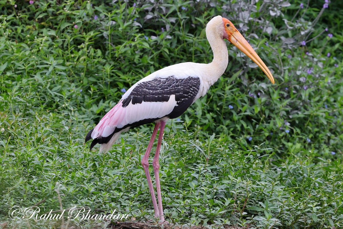 Painted Stork - Rahul Bhandari