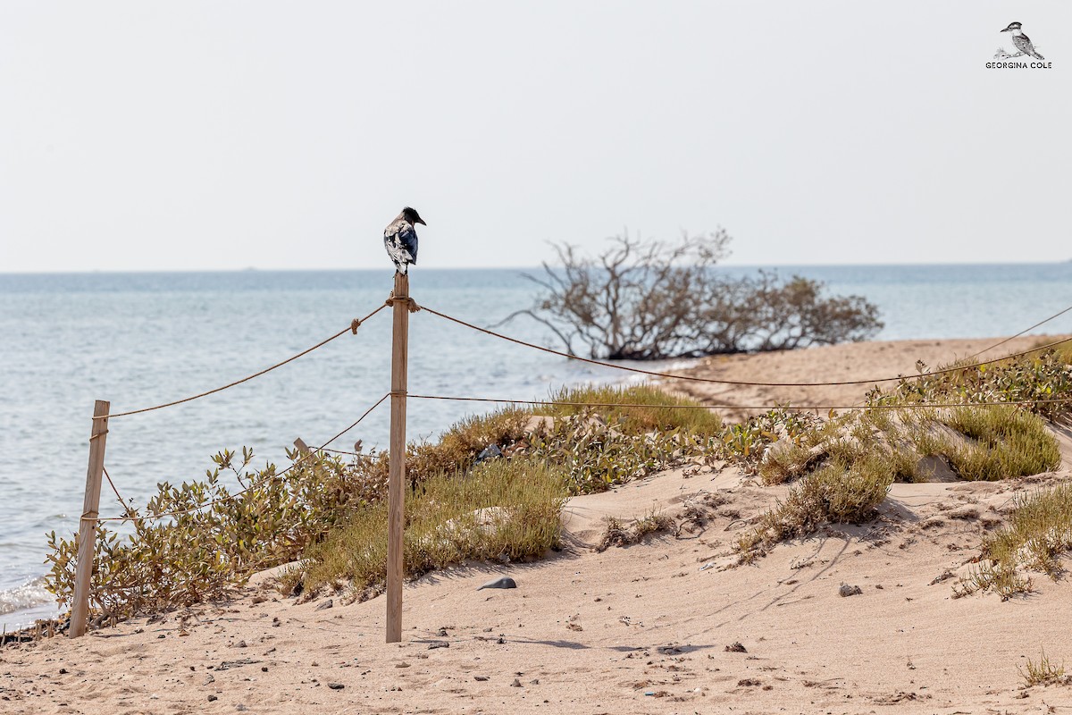 Hooded Crow - ML621868061