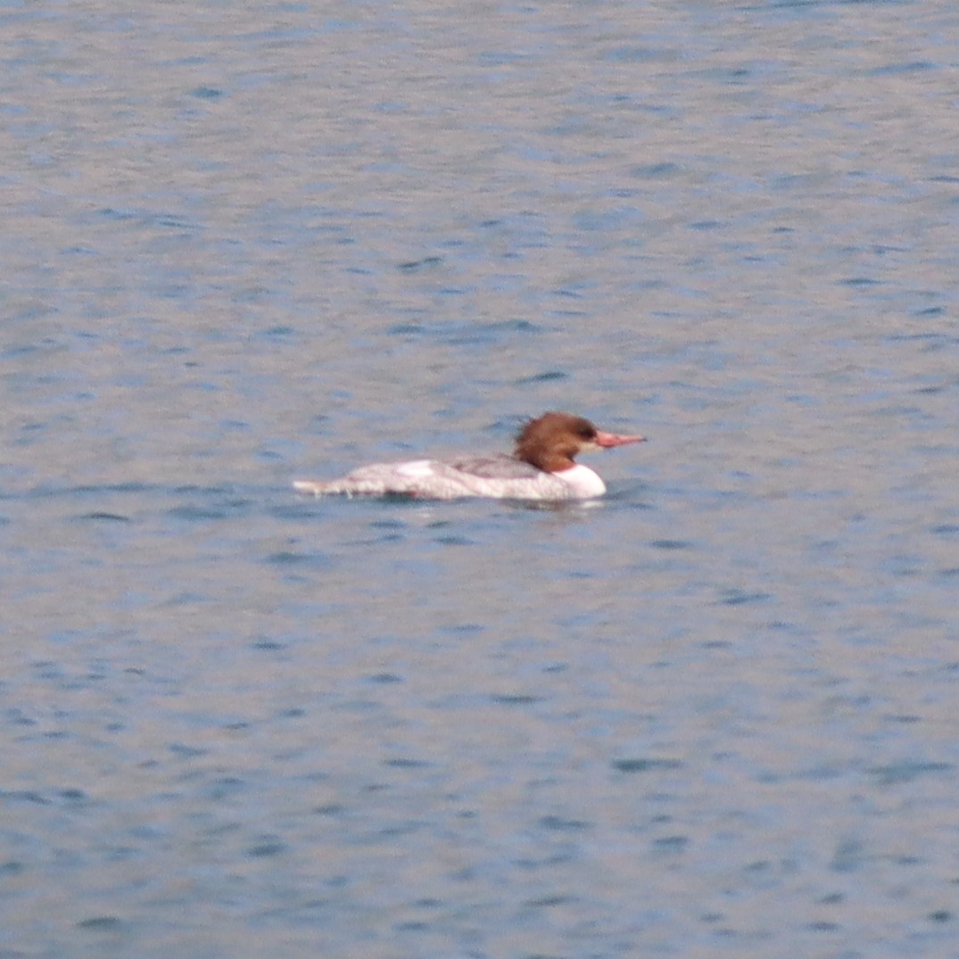 Common Merganser - ML621868116