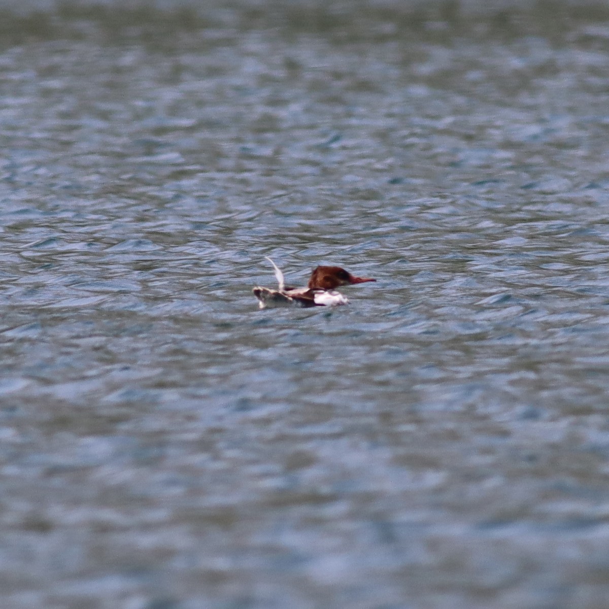 Common Merganser - ML621868117
