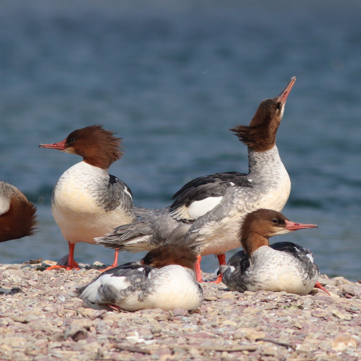 Common Merganser - ML621868118