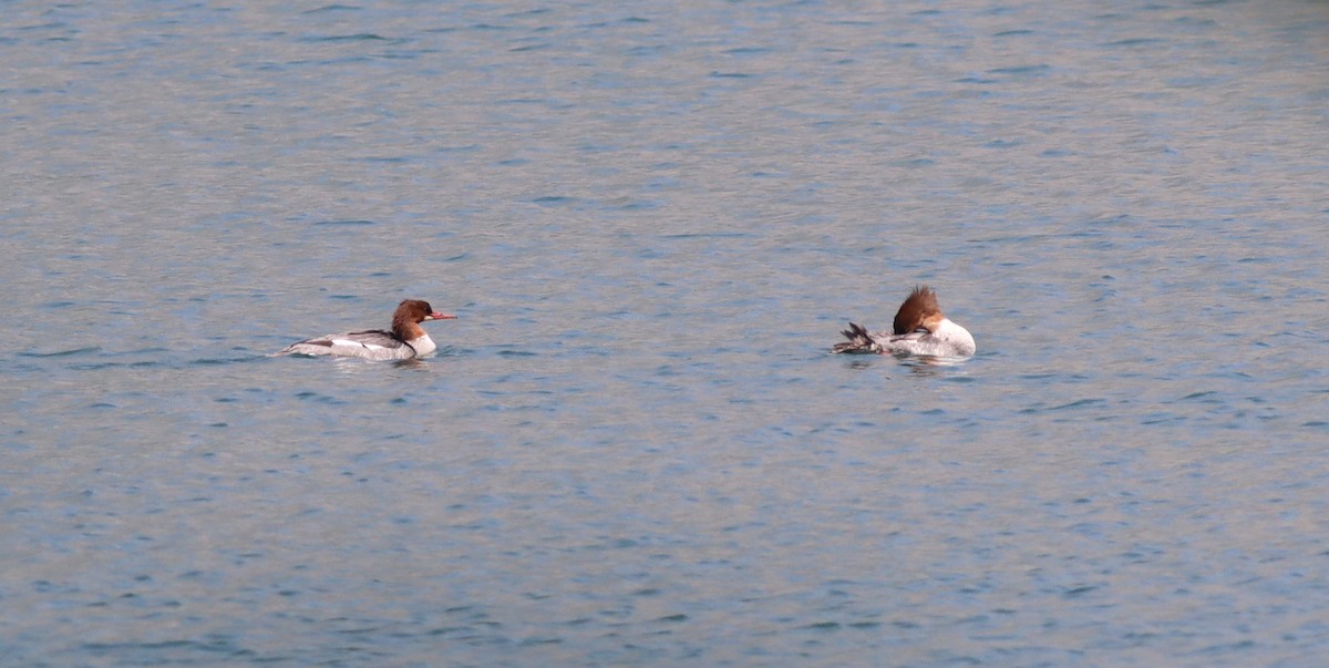 Common Merganser - ML621868119