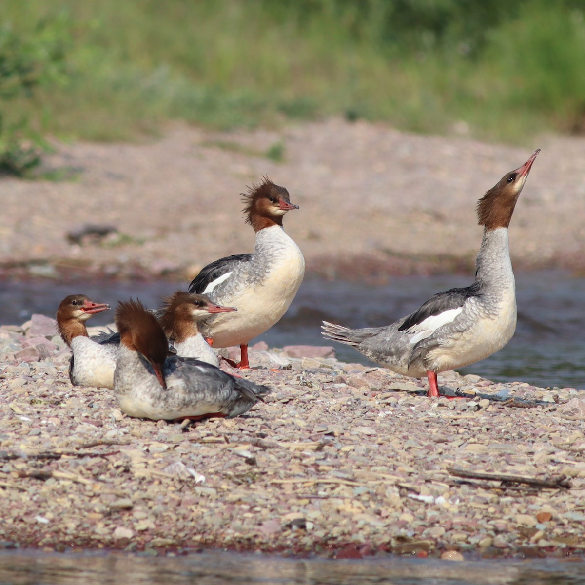 Common Merganser - ML621868121