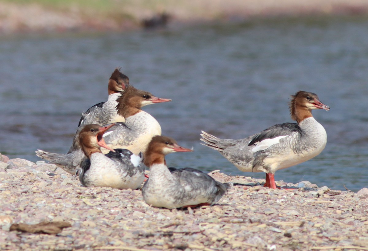 Common Merganser - ML621868122
