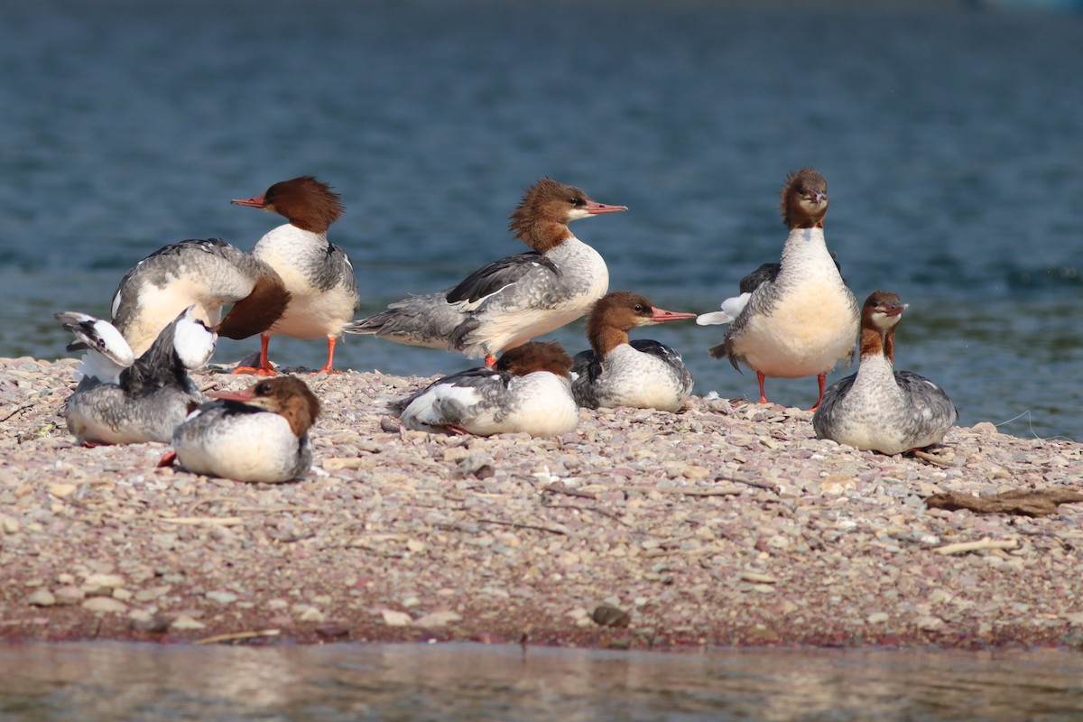 Common Merganser - ML621868123