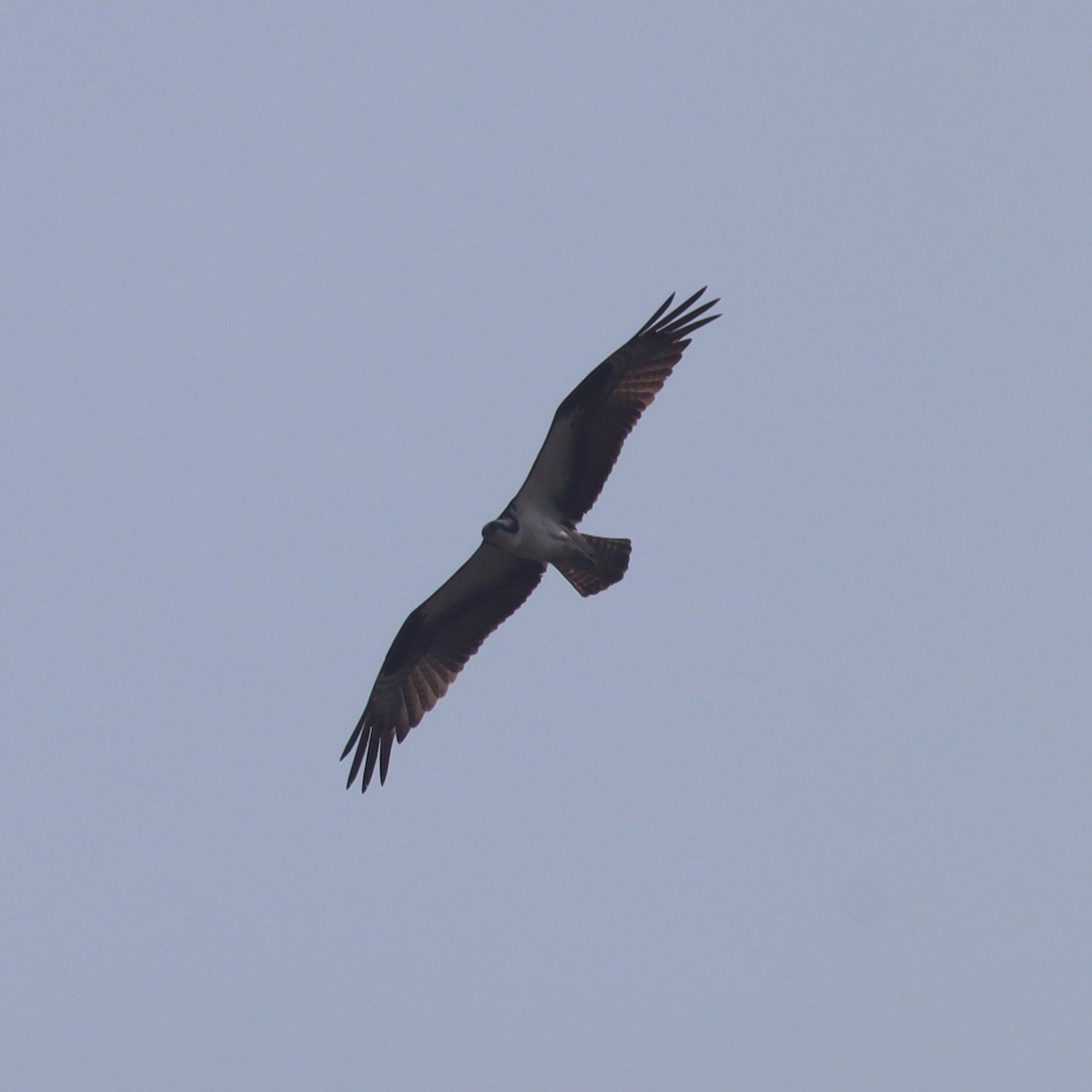 Osprey - ML621868152