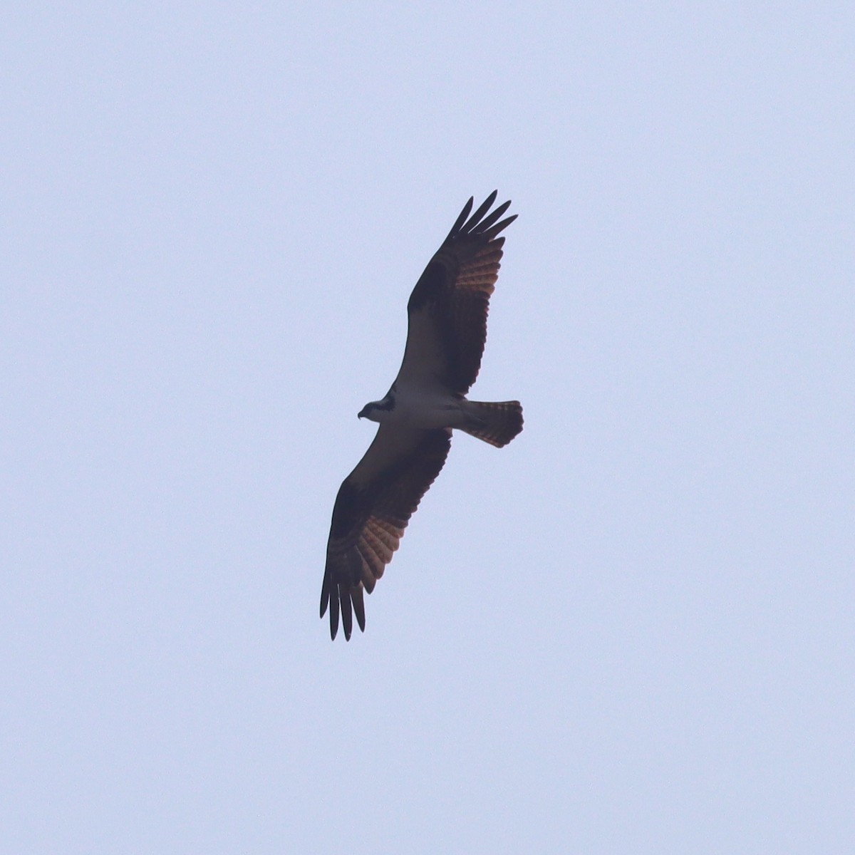 Osprey - ML621868153