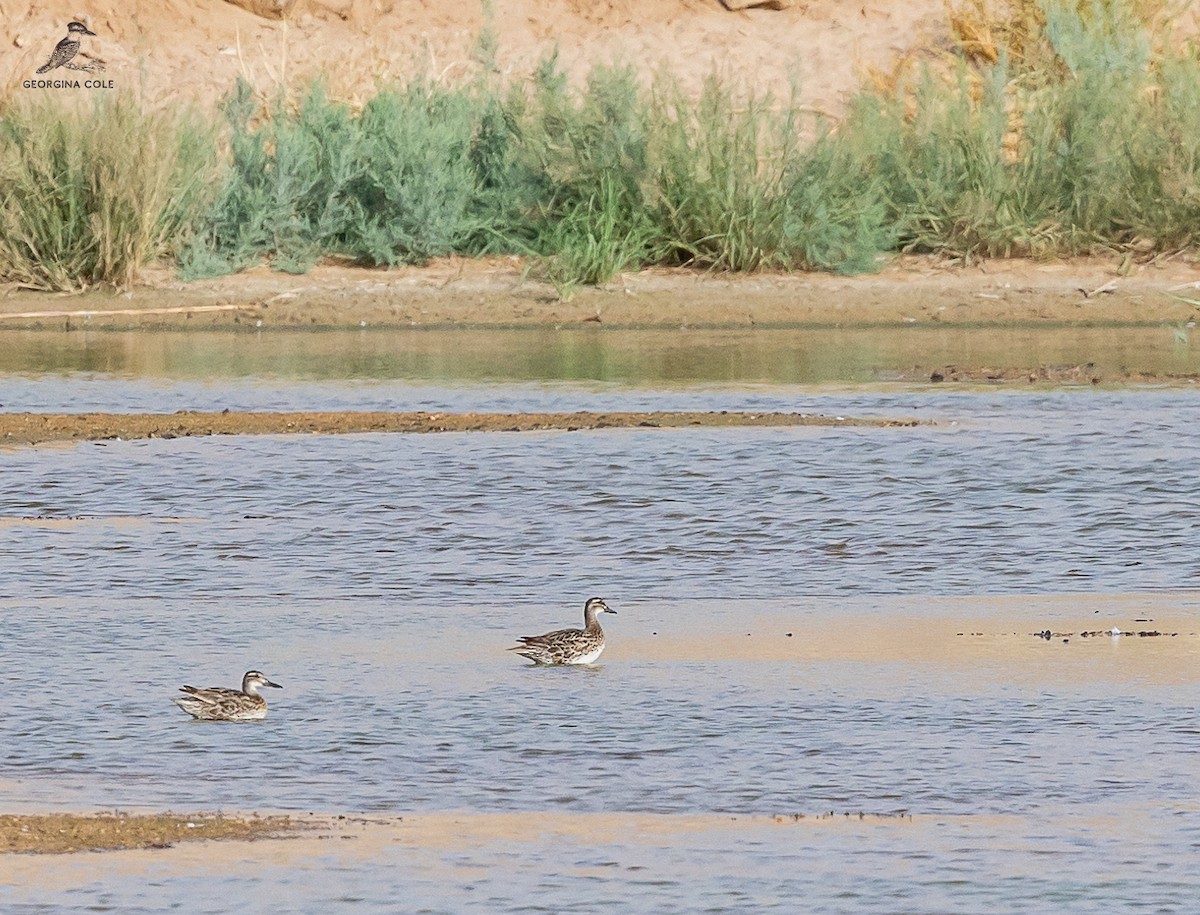 Garganey - ML621868168