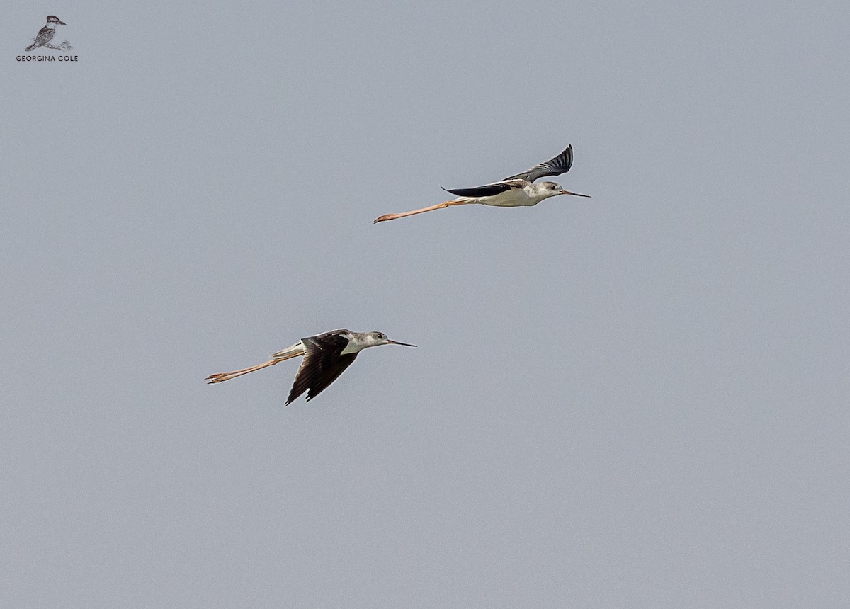 Black-winged Stilt - ML621868175