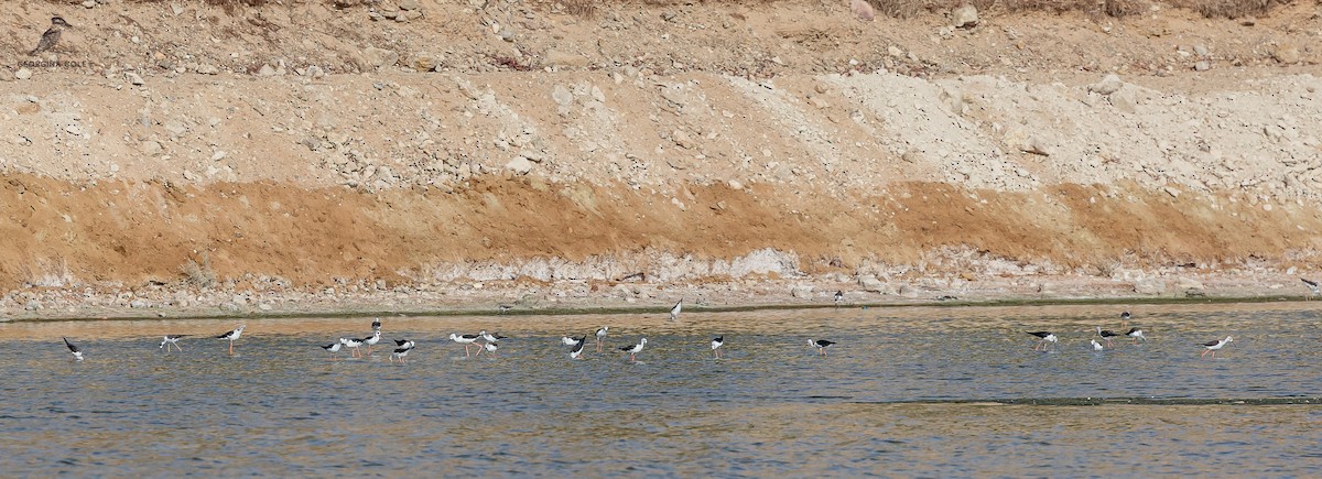 Black-winged Stilt - ML621868176