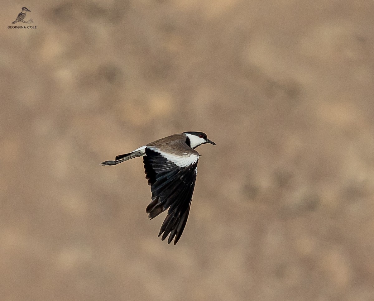 Spur-winged Lapwing - ML621868178