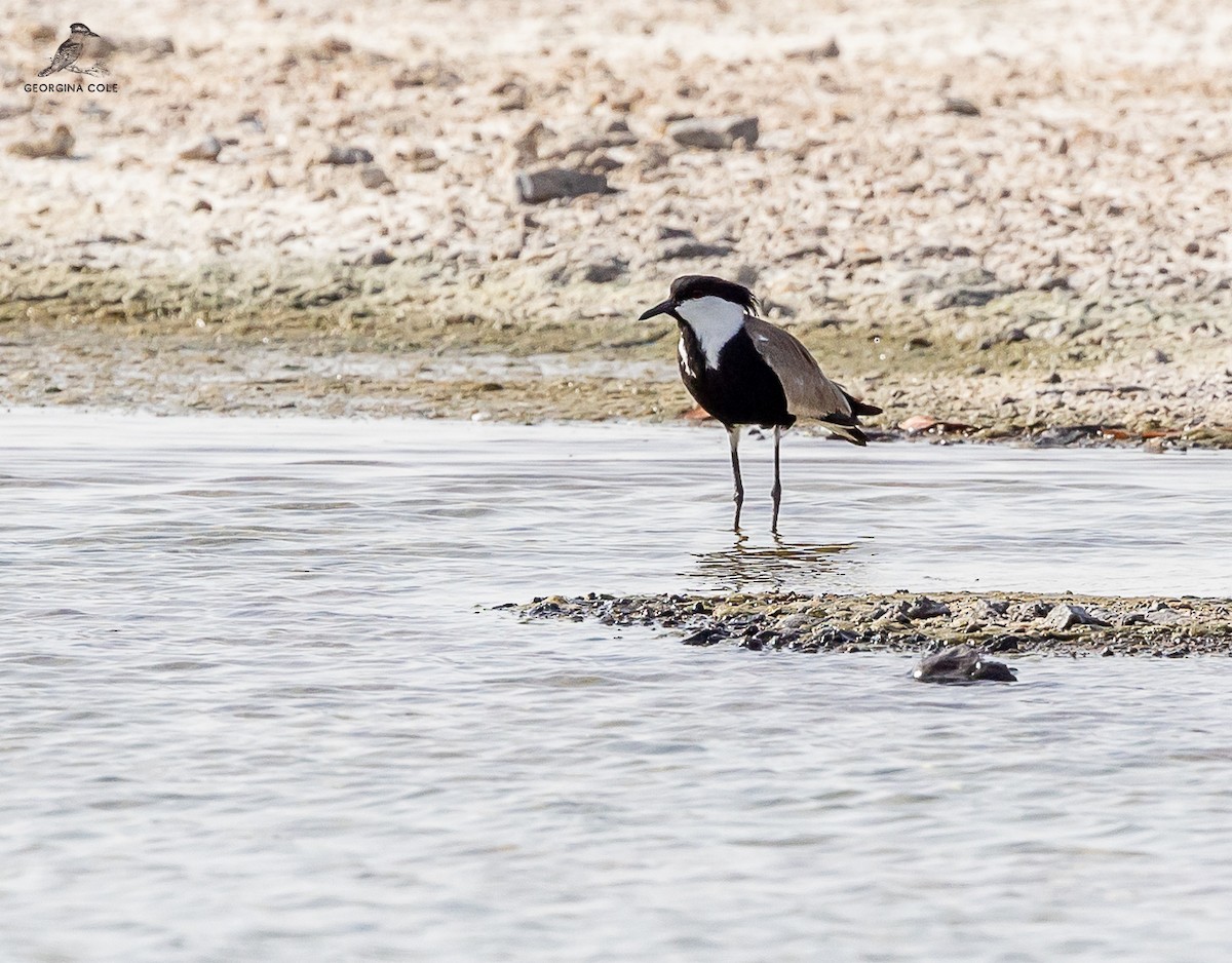 Spur-winged Lapwing - ML621868179