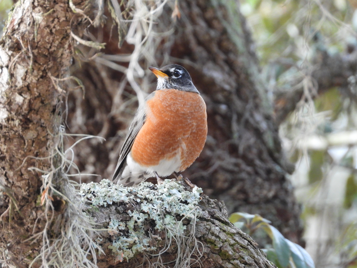 American Robin - ML621868180