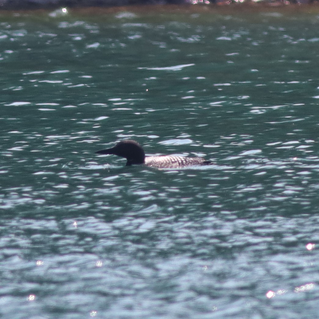 Common Loon - ML621868183