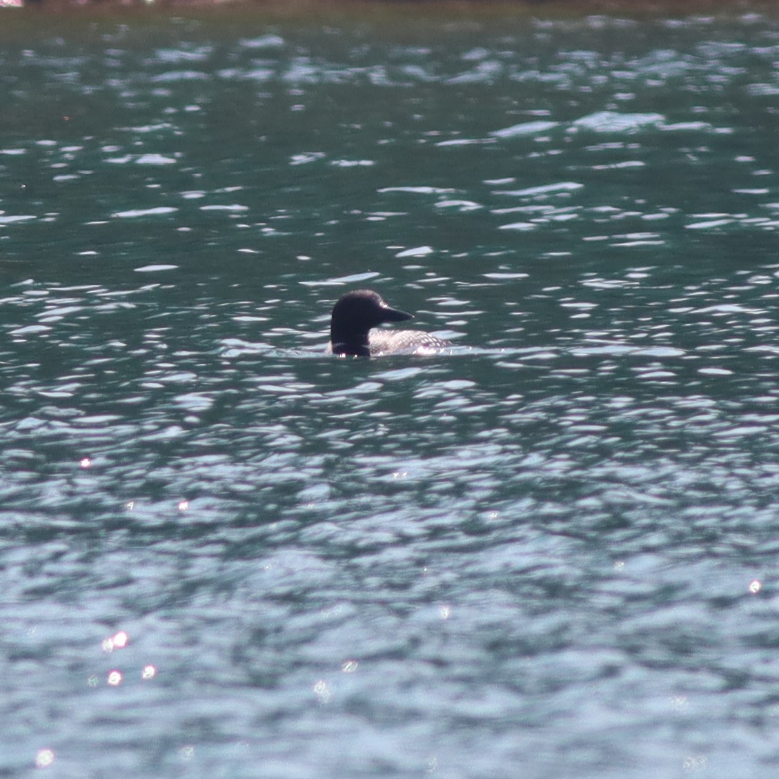 Common Loon - ML621868184