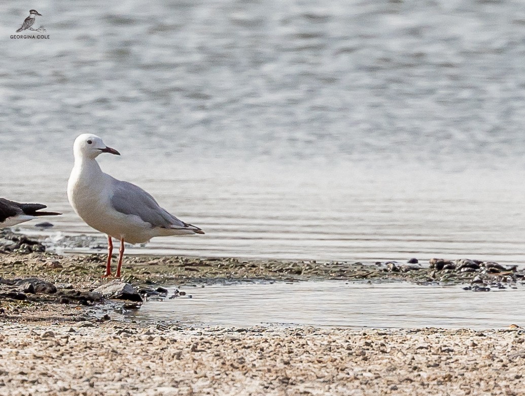 Slender-billed Gull - ML621868213