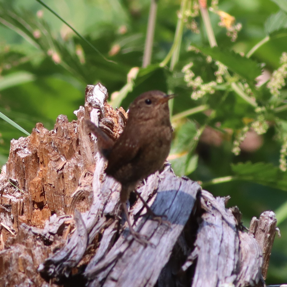 Pacific Wren - ML621868218