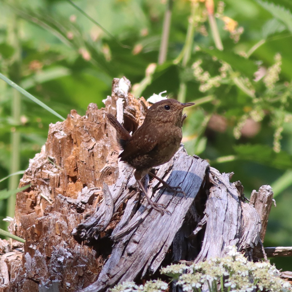 Pacific Wren - ML621868219