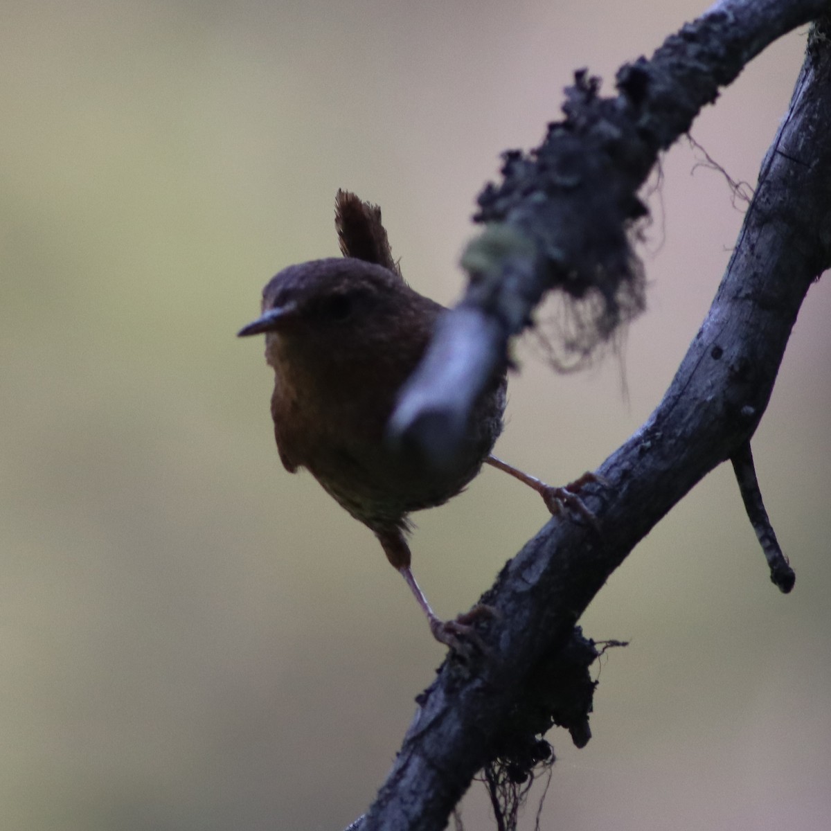 Pacific Wren - ML621868220