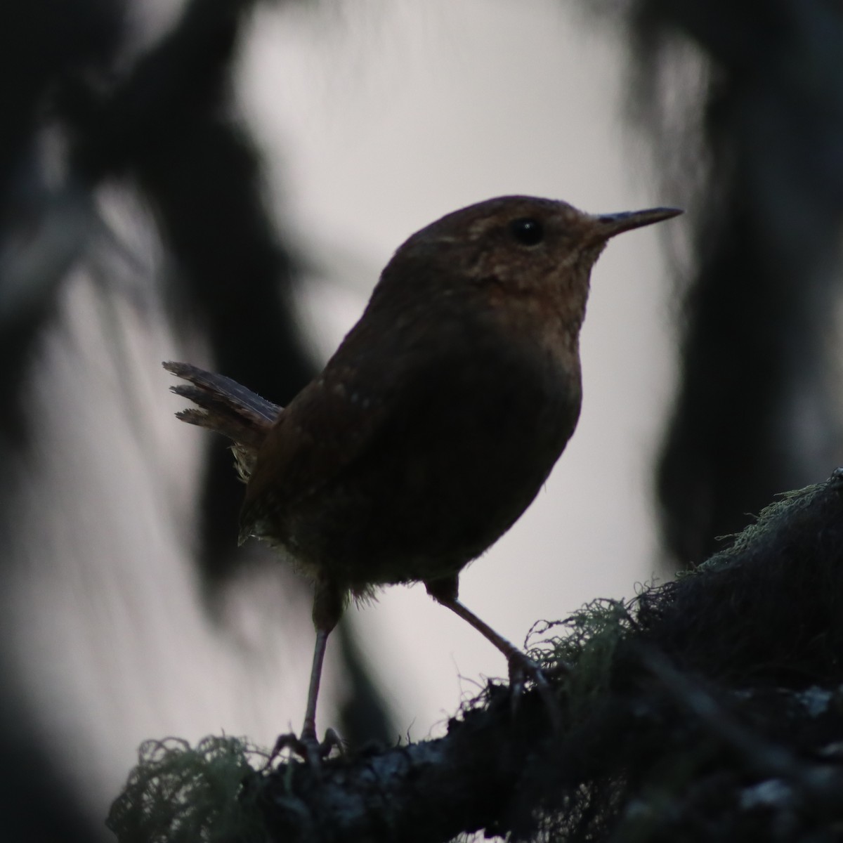 Pacific Wren - ML621868221