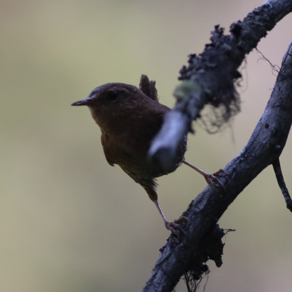 Pacific Wren - ML621868222