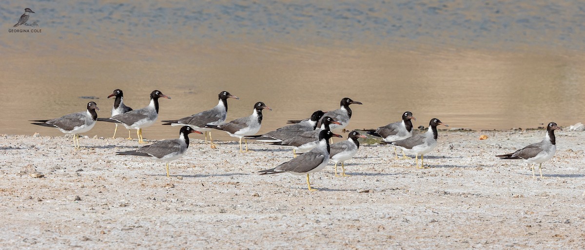 White-eyed Gull - ML621868224