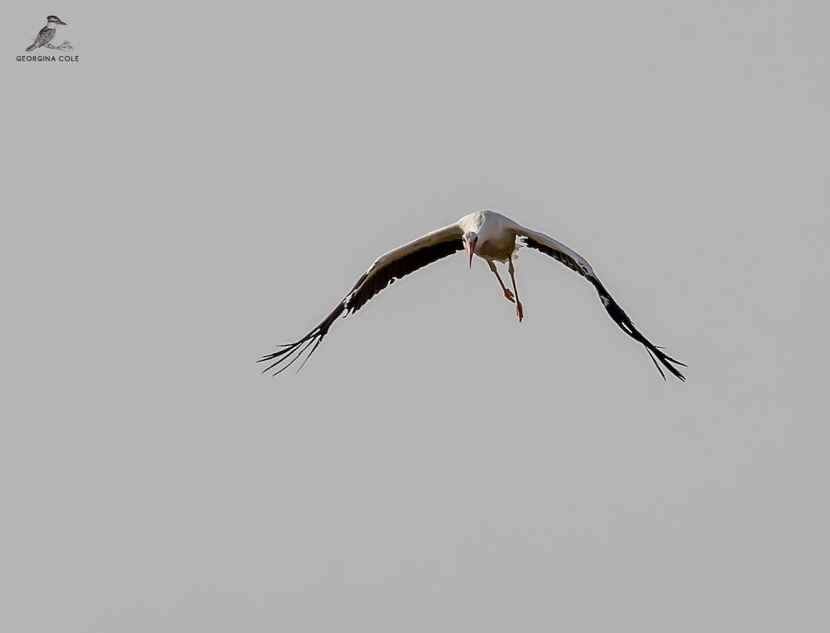 White Stork - ML621868231