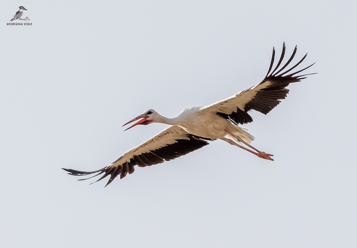 White Stork - ML621868232