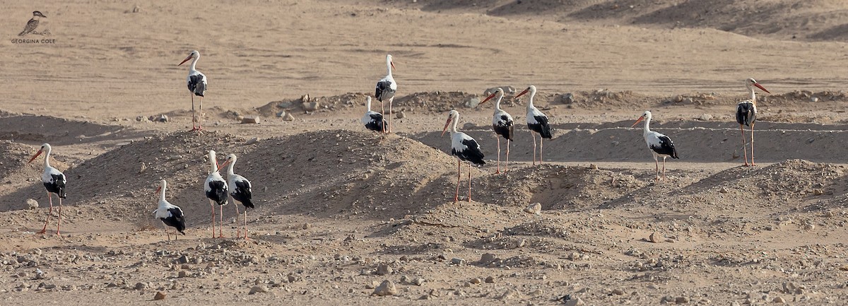 White Stork - ML621868233