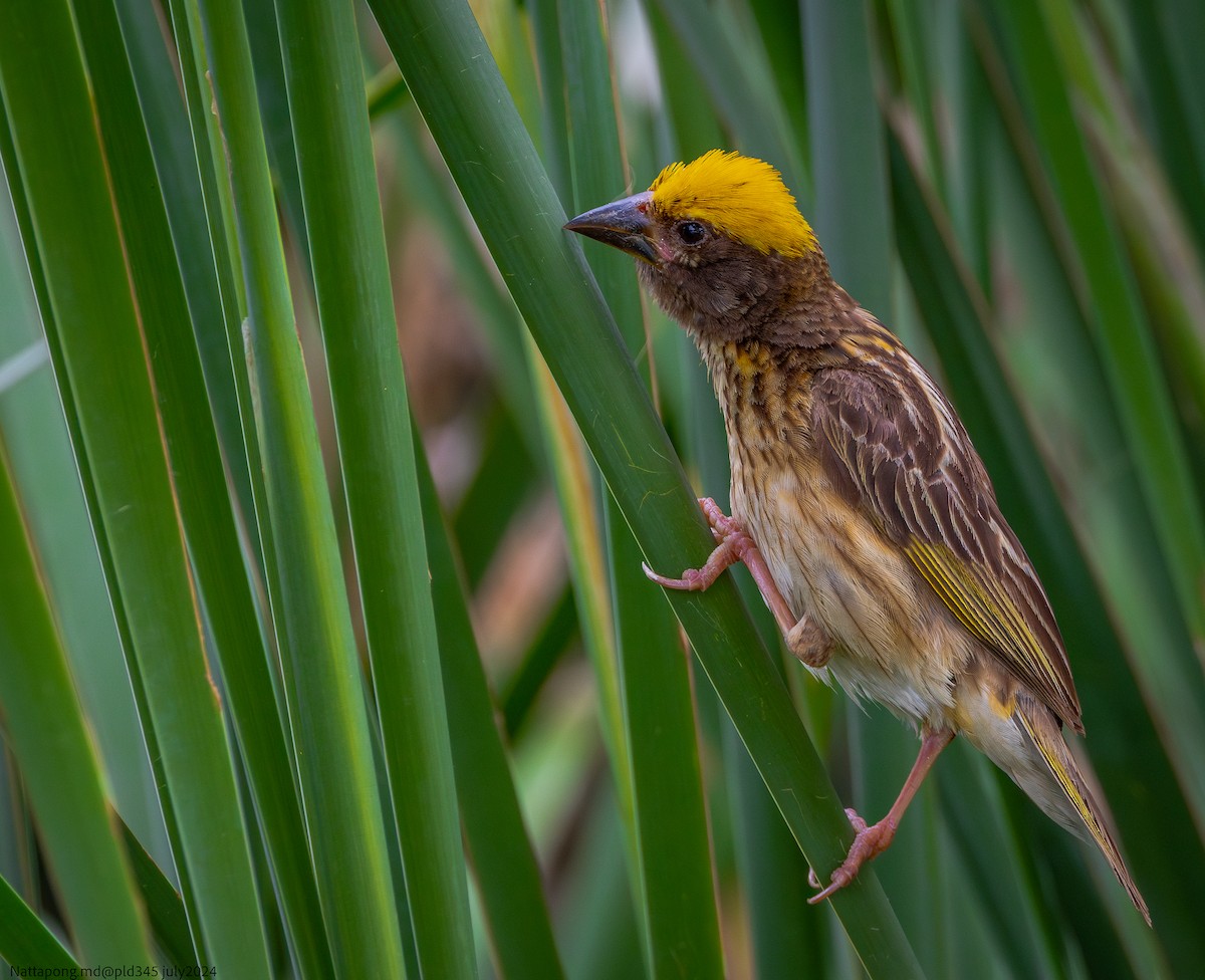 Streaked Weaver - ML621868267