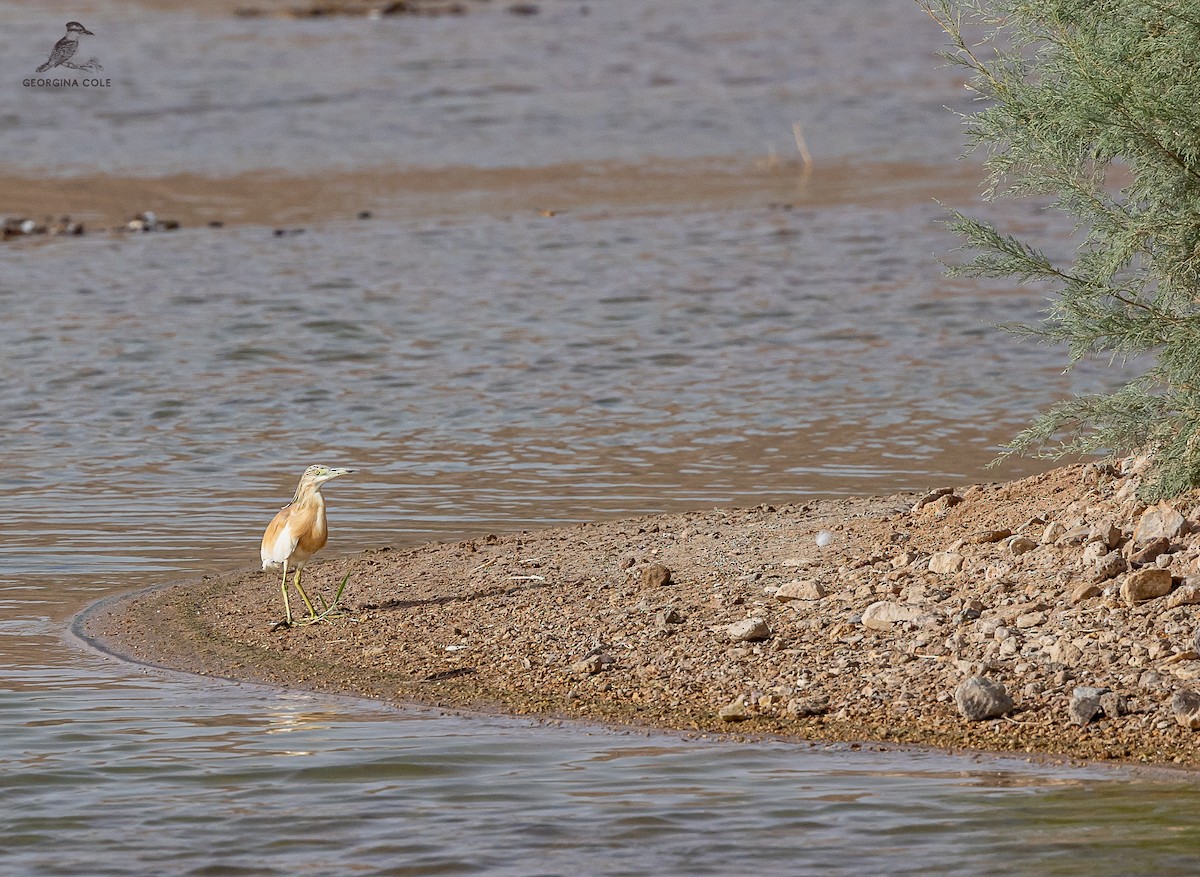 Squacco Heron - ML621868310