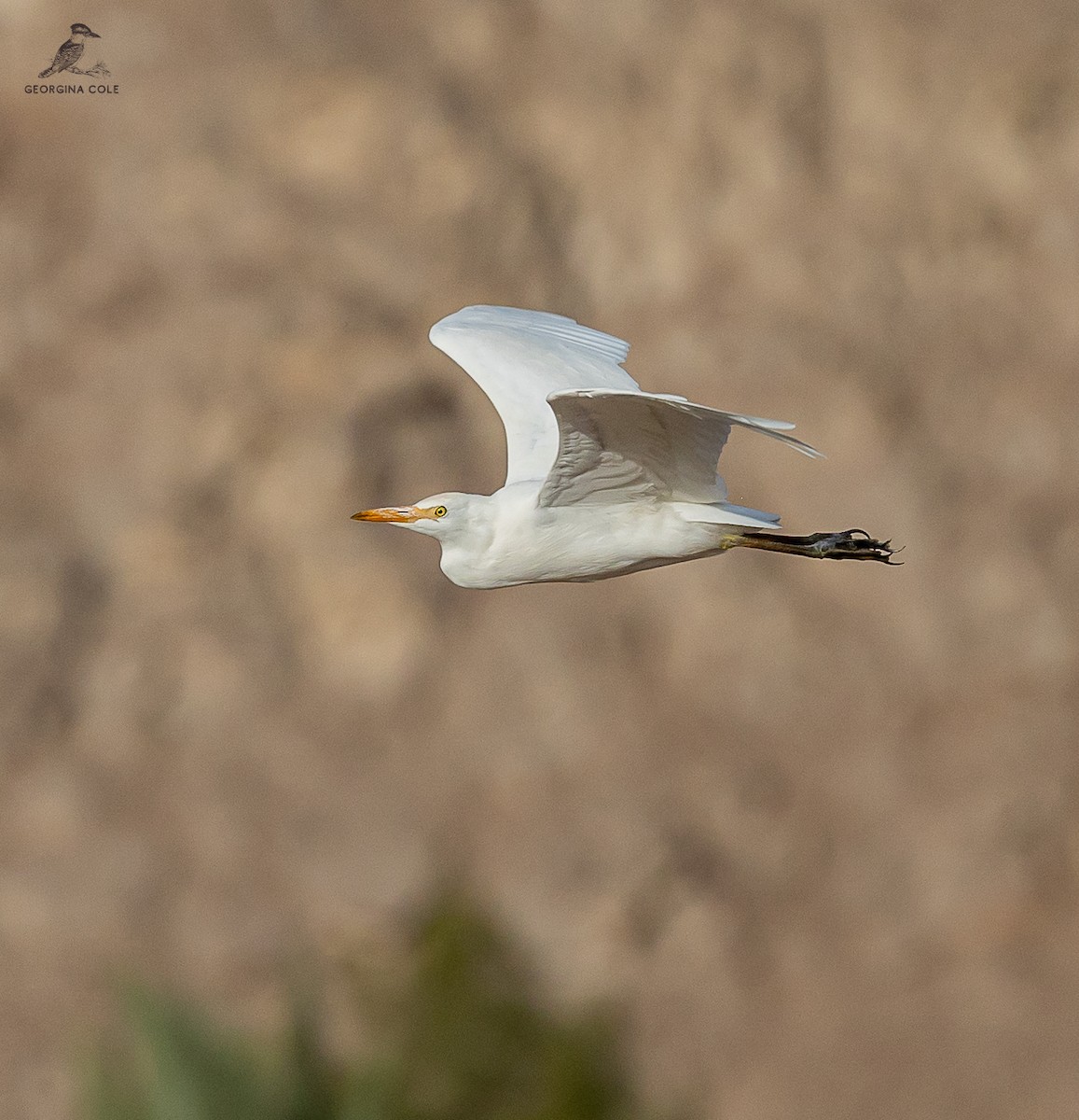 Western Cattle Egret - ML621868316