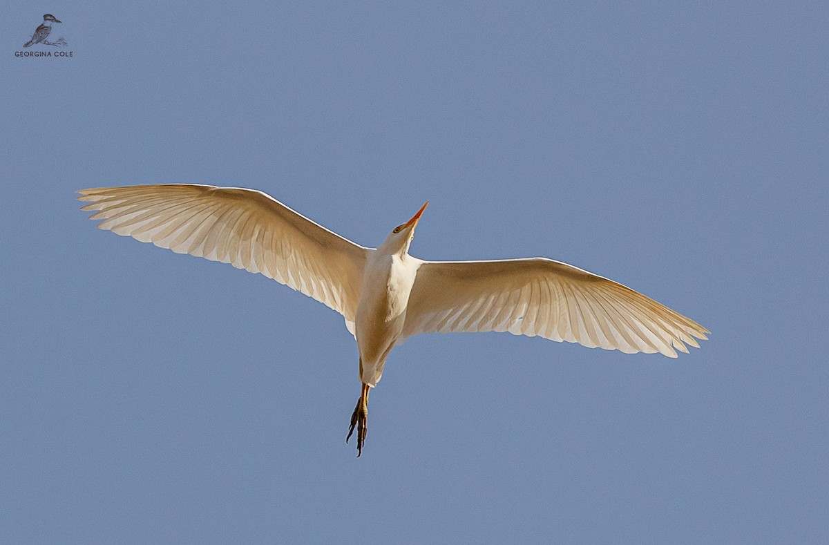 Western Cattle Egret - ML621868317