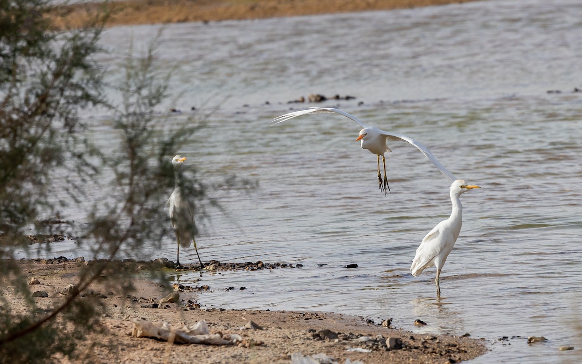 Western Cattle Egret - ML621868318