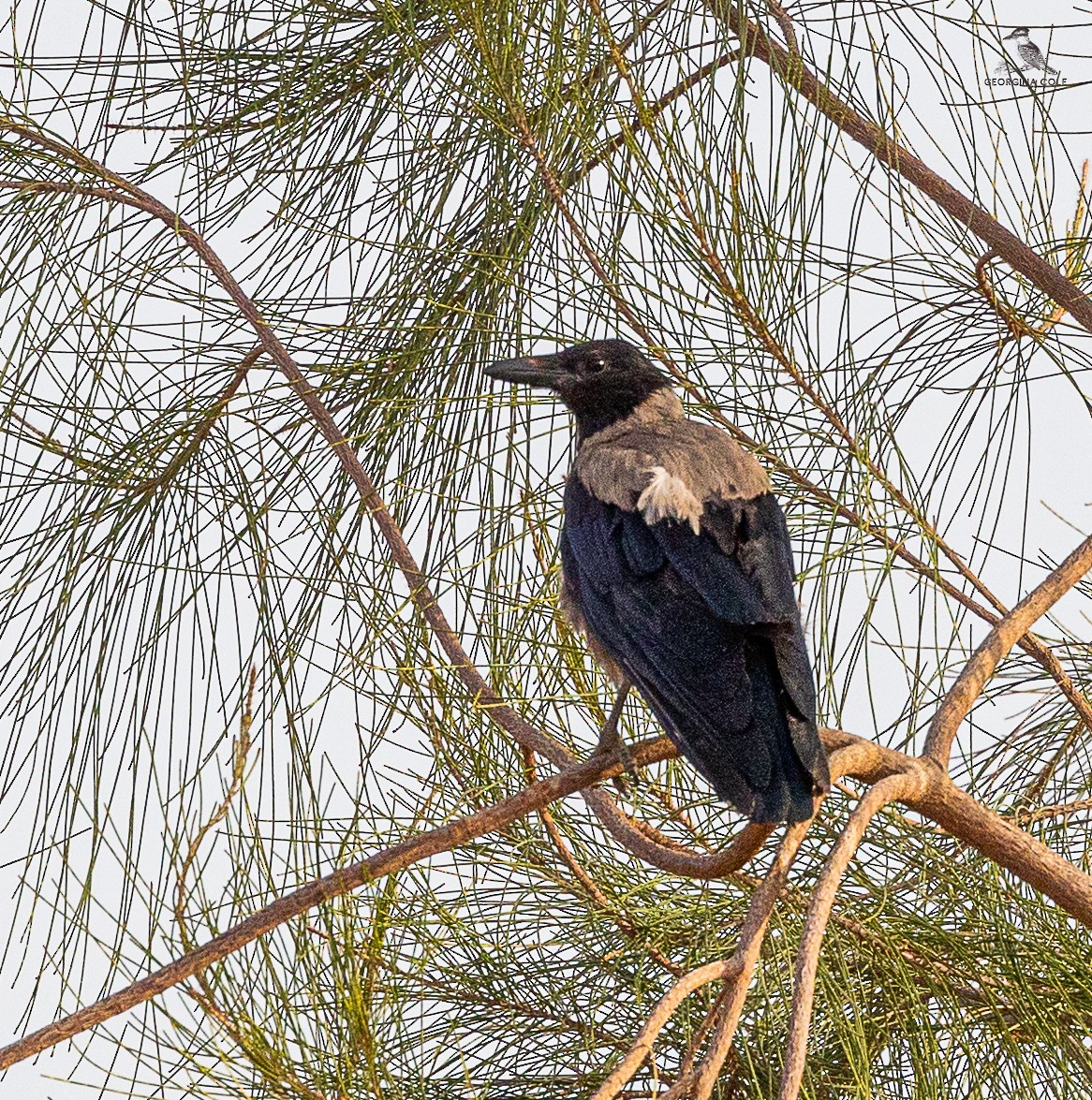 Hooded Crow - ML621868327