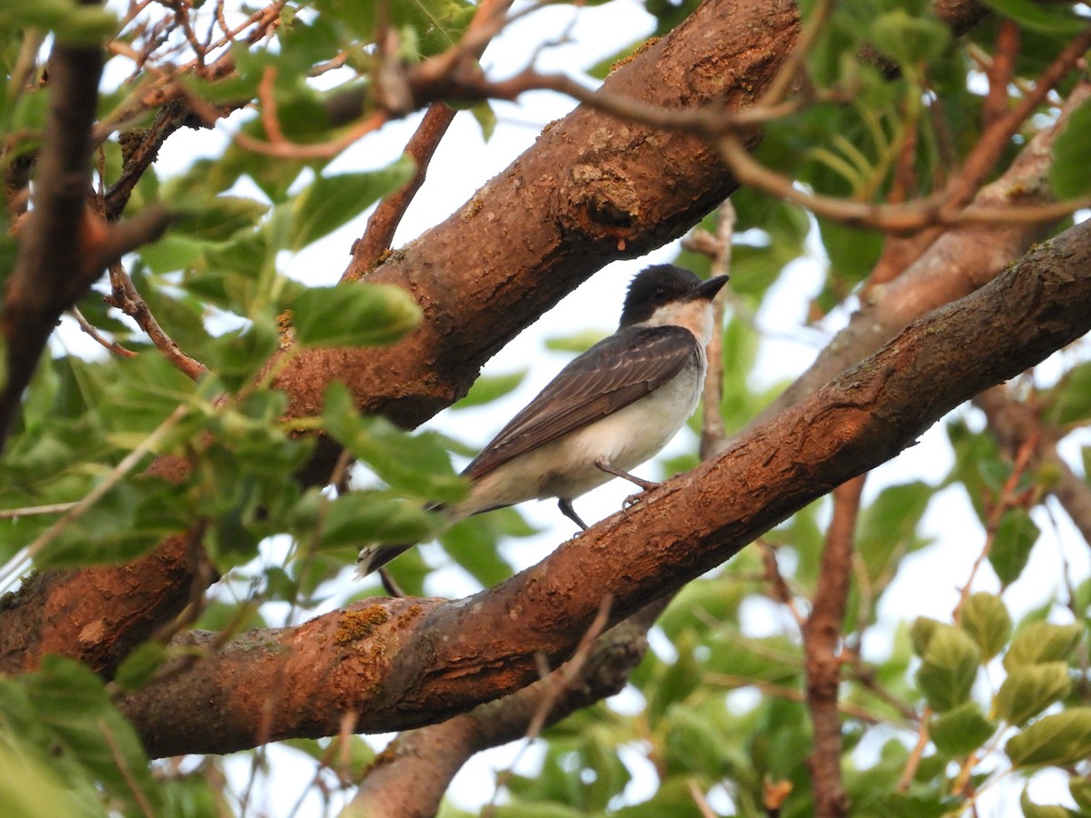 Eastern Kingbird - ML621868409