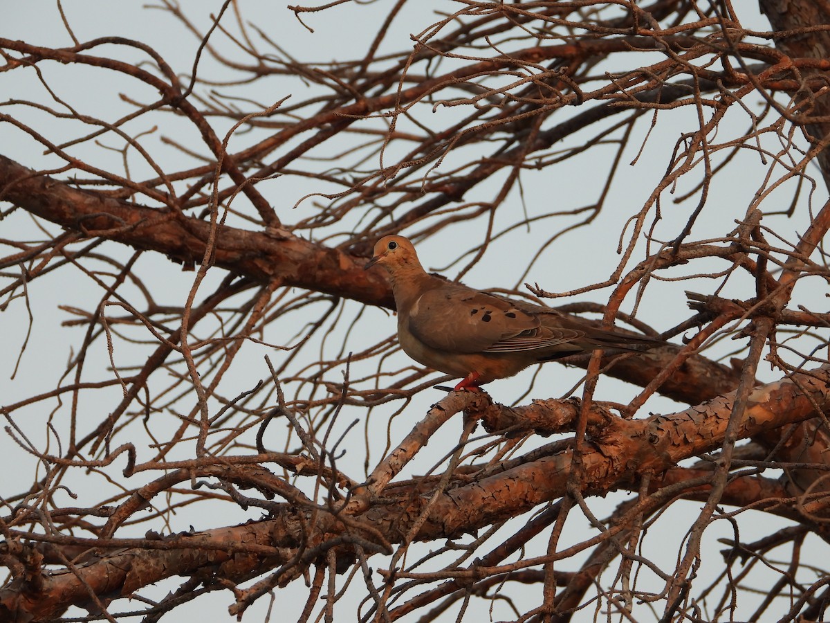 Mourning Dove - ML621868418