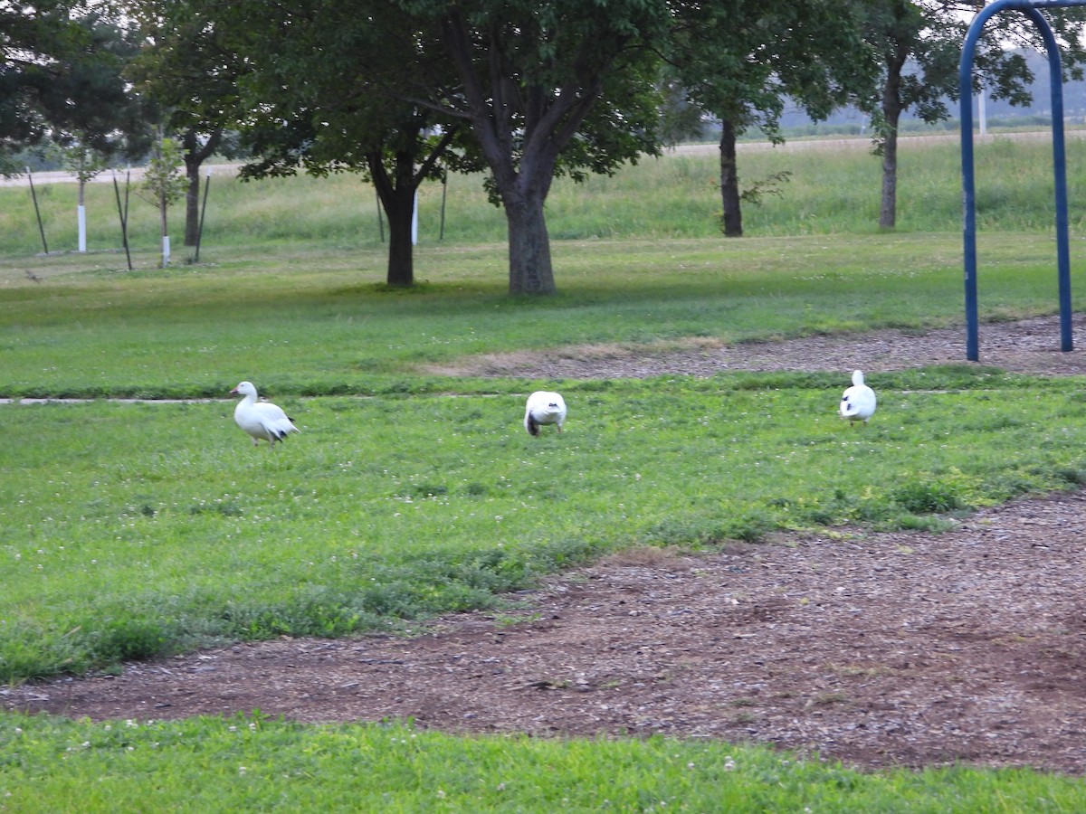 Snow/Ross's Goose - ML621868471