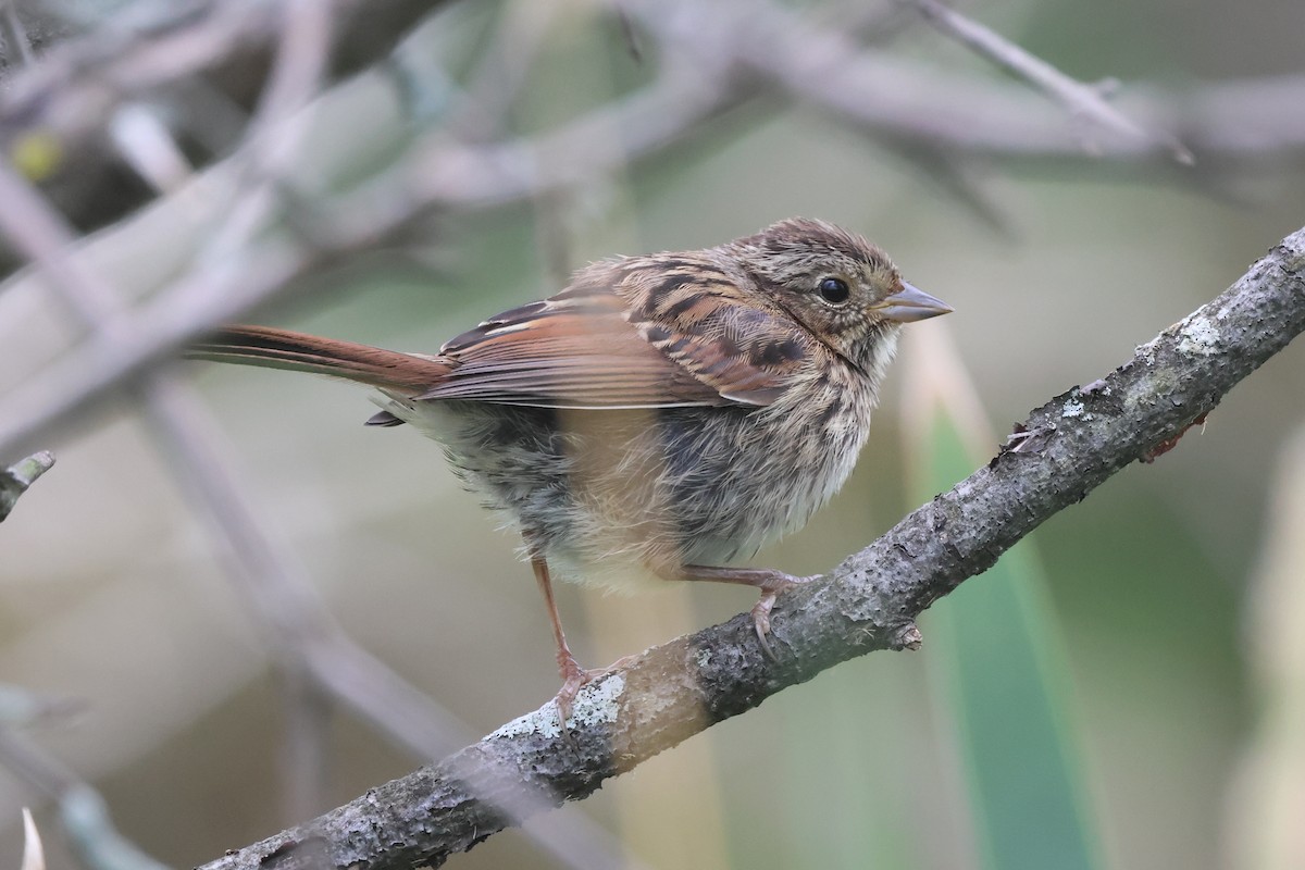 Swamp Sparrow - ML621868472