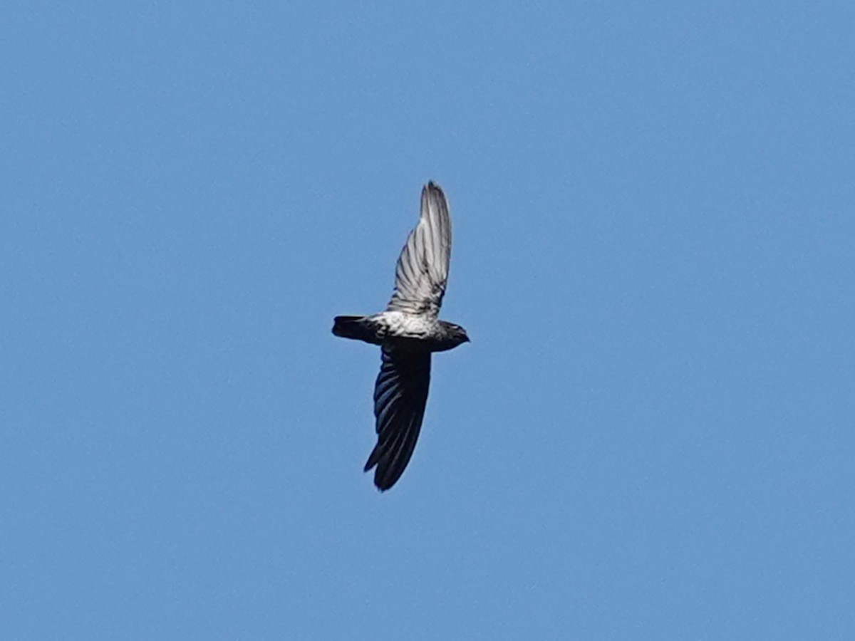 Plume-toed Swiftlet - ML621868473