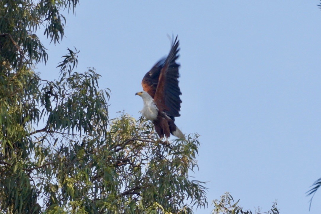 African Fish-Eagle - ML621868480