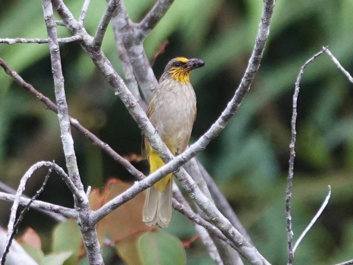 Stripe-throated Bulbul - ML621868497