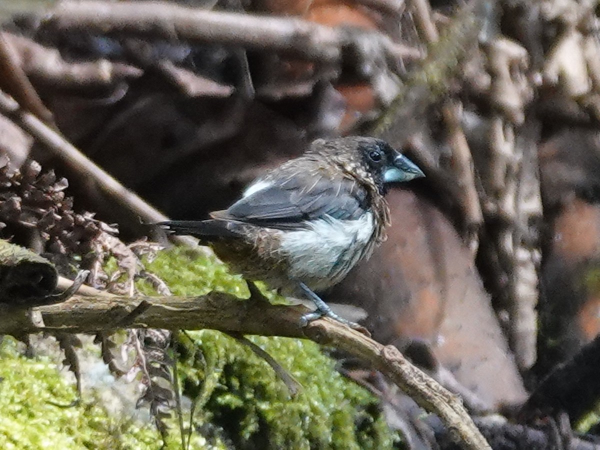 White-rumped Munia - ML621868512