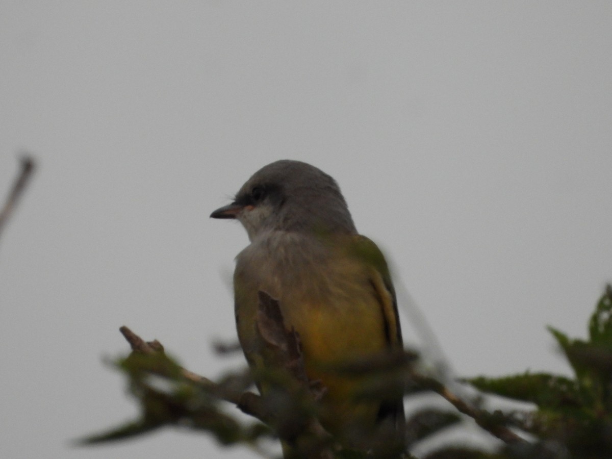 Western Kingbird - ML621868521