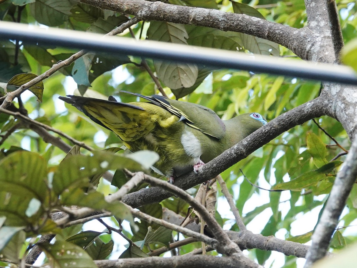 Yellow-vented Green-Pigeon - ML621868525