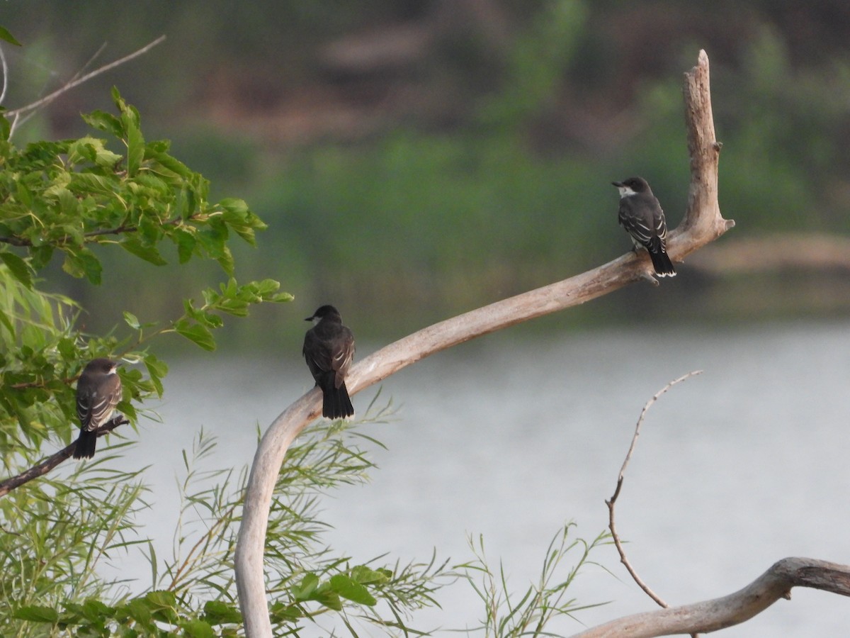 Eastern Kingbird - ML621868534