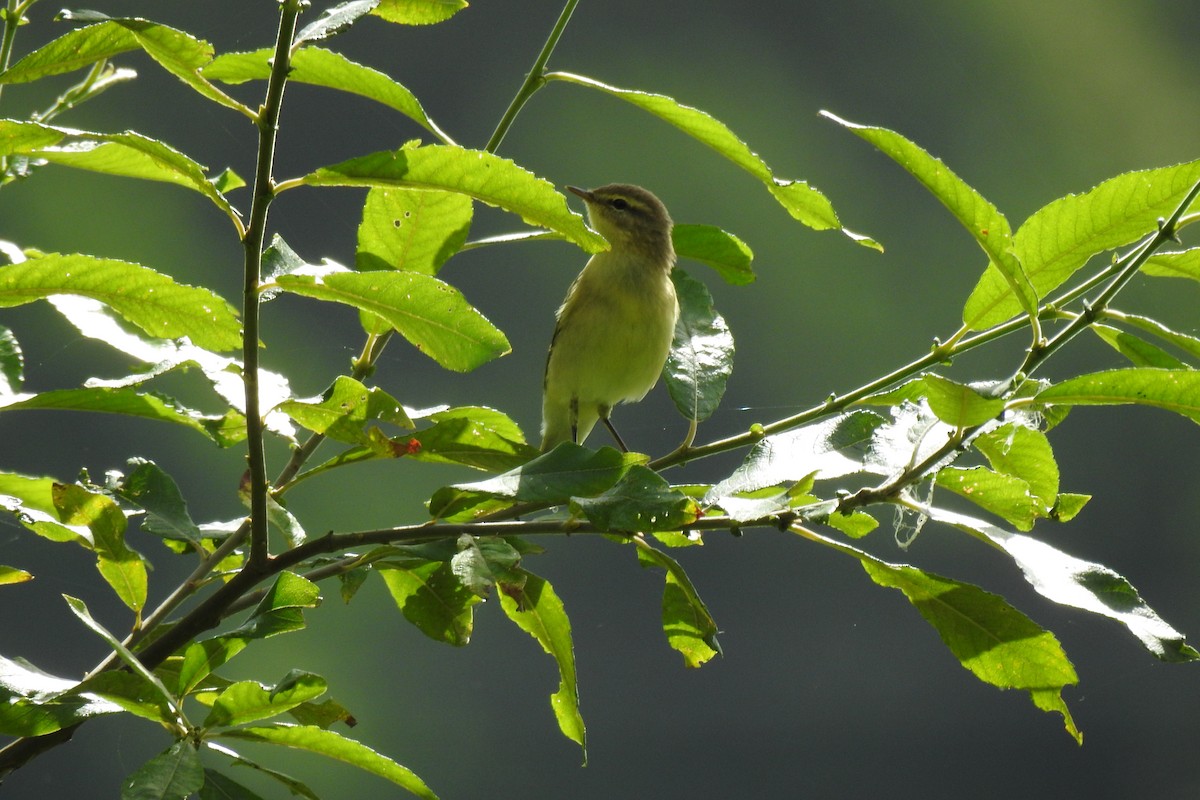 Willow Warbler - ML621868542