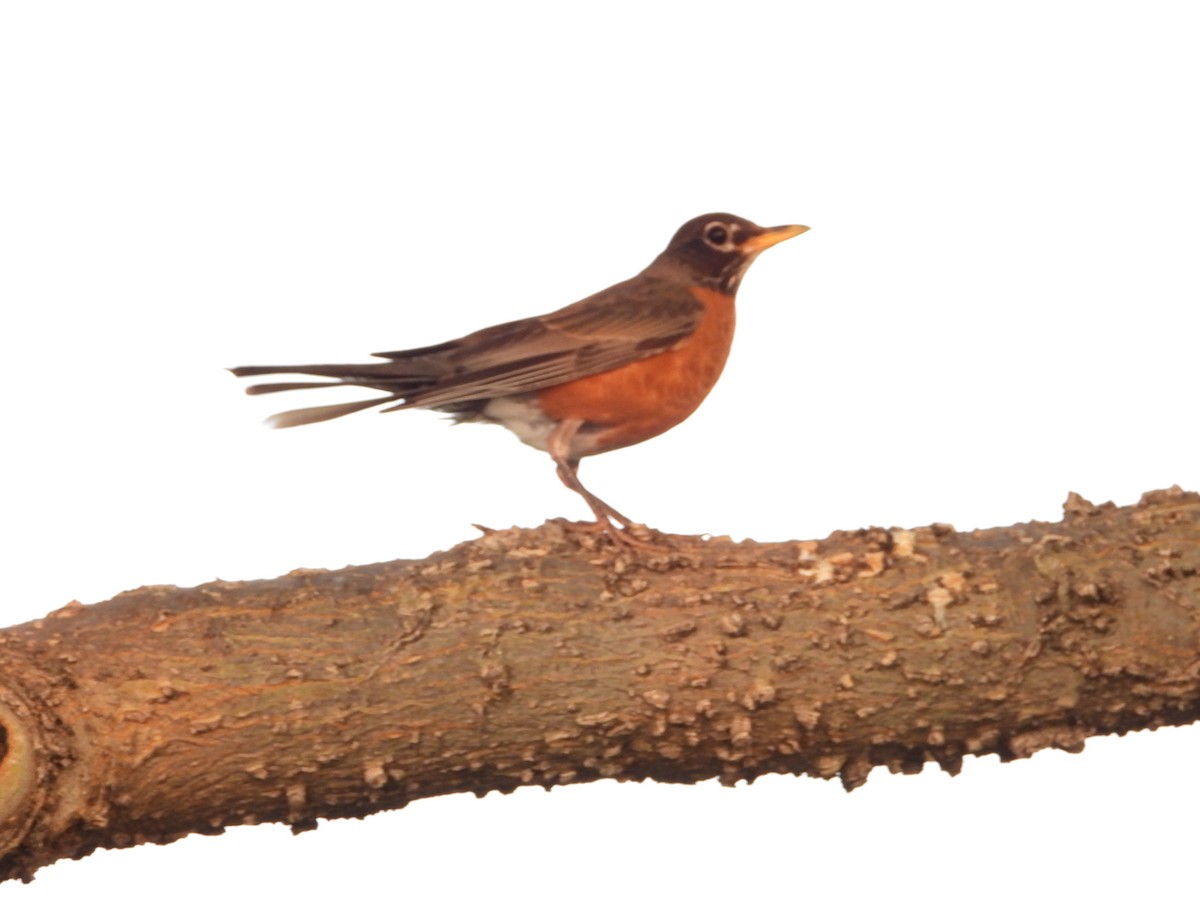 American Robin - ML621868552